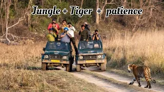 Patience rakha to tiger 🐅 dekh liya // #corbett #tiger #yuvraj #corbettnationalpark #viral #video