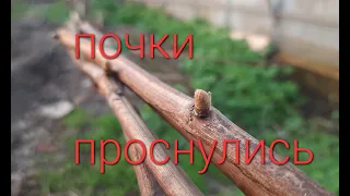 Распускание почек на винограднике.