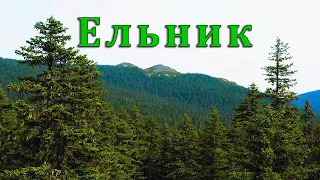 Ельник. Нижнеамурская тайга // Spruce forest. The nature of Russia