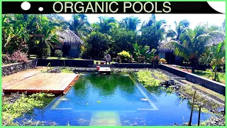 Making a Tropical Natural Pool - DIY build in 3 mins