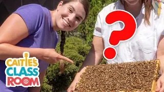 Visit An Urban Beehive & Make Honey | Caitie's Classroom Field Trip | Bees Video for Kids