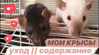 МОИ КРЫСЫ 🐀 || УХОД и СОДЕРЖАНИЕ: клетка моих крыс))