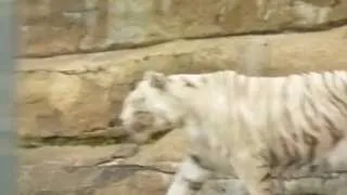 Белый тигр в московском зоопарке / White tiger at Moscow zoo