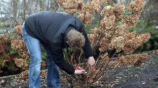 How to prune a Hydrangea paniculata