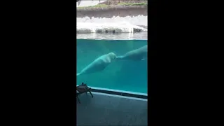 Lady Shows Her Submerged Room View in the Pairi Daiza