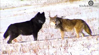 Wolves Attacks Guardian Dog Most Br.utally