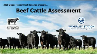 UHBB Beef Cattle Assessment Webinar Workshop