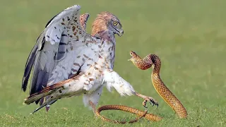 This Hawk only eats SNAKES! Short-toed Eagle is a fearless Reptile Slayer!