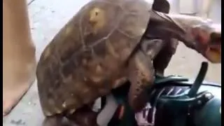 Turtle Gets Freaky With a Rollerblade