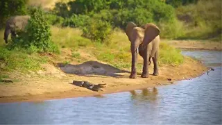 Elephants Cross Paths With A Crocodile