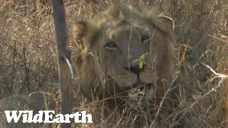 WildEarth - Sunset Safari - 24 September 2023