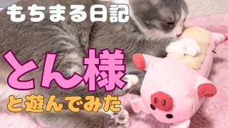 愛猫達がもちまる日記の「とん様」と遊んだら、こうなっちゃいました！