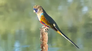 The Blue Parrot of Australia - Blue Bonnets