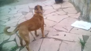 Dog gets eaten alive