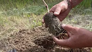 Висадка саджанців винограду🍁  на нашій  найбільшій виноградній🍇 ділянці.