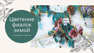 🌸Декабрьский обзор фиалок🌸 Лайфхак по формированию цветения «шапочкой» 💐#фиалки