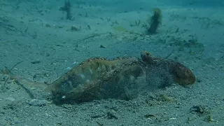 Octopus killing a large mantis shrimp!