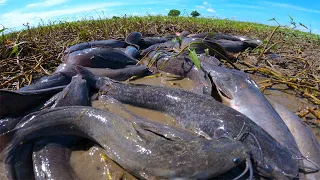 amazing fishing! catch a lots of catfish in little water at field by best hand a fisherman