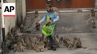 Thai town uses trickery and ripe fruit to resolve the monkey-human conflict