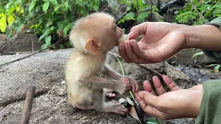 Kind Beautiful Girl Accidentally Found The Abandoned Baby Monkey In The Forest