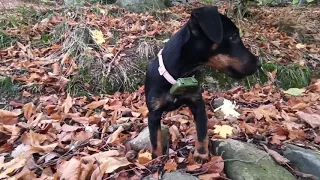 Three months old Jagdterier