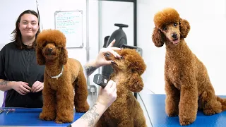 Poodle Full Groom - Dog Grooming Tutorial