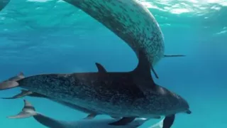 GoPro VR: Swimming with Wild Dolphins in the Ocean  injected