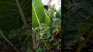 GIANT GABI-GABI O CALADIUM PLANTS SA BISAYA BAGJANG