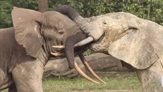 Elephants' Incredible Intelligence | Wild Files with Maddie Moate | BBC Earth