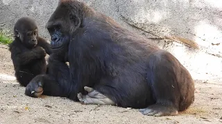 Western Lowland Gorilla Bonding with Angela and her mom N'djia @ the Los Angeles Zoo