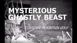 Mysterious Ghastly Beast Caught On Trail Camera (Cascade Mountain Vole)