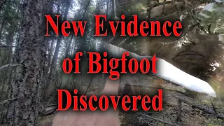 New evidence of Bigfoot Discovered