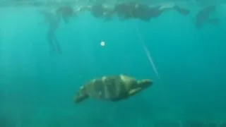 Gettting too close to a turtle swimming Maui Hawaii underwater GoPro