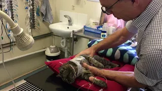 Cat paralysed by brown snake bite