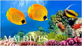 Maldives. The underwater world of the Indian Ocean