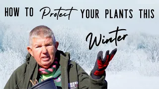 Keep Your Plants Thriving in the Cold - Winter Outdoor Plant Care Tips
