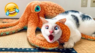 Cat Reaction to Playing Toy 🙀 Funny Cat Toy Reaction Compilation #woaanimals
