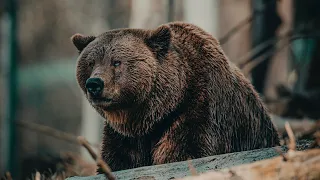 Why BEARS are fascinating
