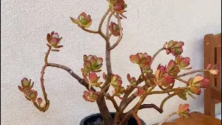 A22-Succulent Transplantation: A Guide to Repotting with Care