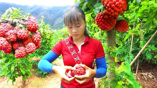 Harvest Custard Apple Fruit Goes to market sell - Raising pigs and chicken | Phuong Harvesting