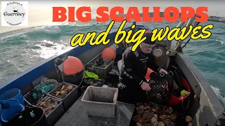 The biggest scallops make us happy scuba divers