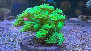 GONI HEAVEN! Coral Unboxing from Corals.com!