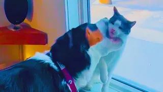 This Is My Territory - Funny Animals Fighting Each Other  || PETASTIC 🐾