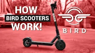 BIRD Electric SCOOTERS! / How They Work!