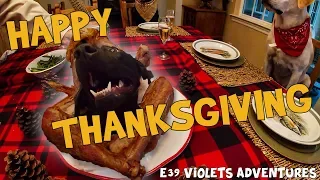 Dog Pranks Thanksgiving Dinner 2019:   E38 VIOLET IS MY DOG! . Dog sticks head out of turkey