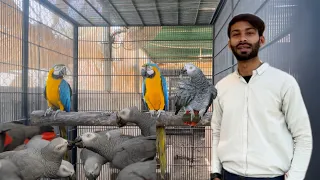 Karachi Biggest macaws and african gray farm