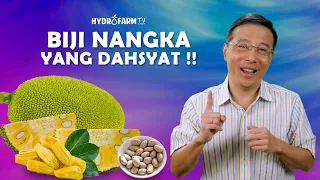 BIJI NANGKA YANG DAHSYAT !!