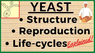 Structure of Yeast [Fungi] Life Cycle of Saccharomyces | Reproduction Budding in Yeast Microbiology