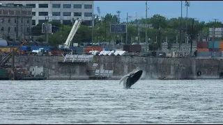 La semaine verte | Le rorqual à bosse de Montréal