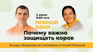 «Почему важно, чтобы корова жила в семье?», Владимир Слепцов, Анна Платова,  03.06.2023 г.